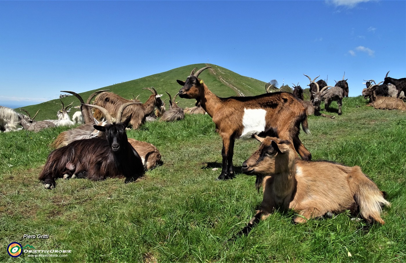 38 Capre orobiche in siesta mattutina con vista in Linzone.JPG